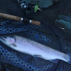 またやられた ～天竜川ルアーフライ専用区～